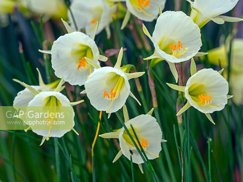 Narcissus 'Mary Poppins' - Hoop Petticoat Daffodil 