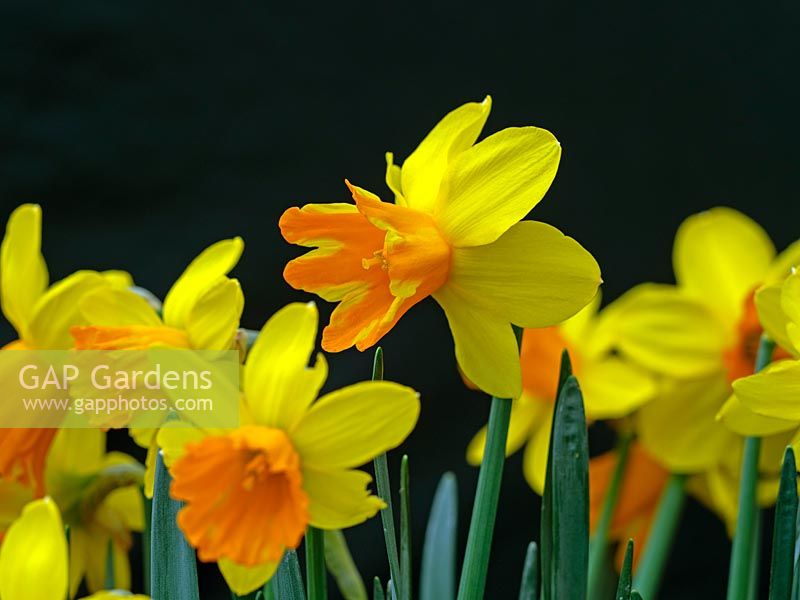 Narcissus 'Rataplan' - Daffodil - in flower in green house 