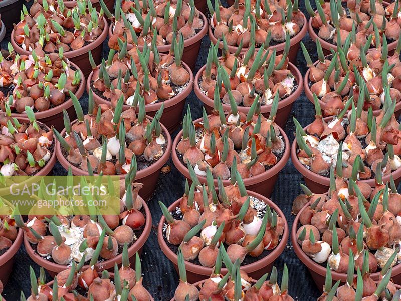 Tulipa greigii 'Miskodeed' - Tulip - growing bulbs in pots for sale in garden centre 