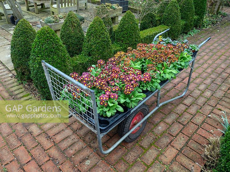 Polyanthus 'Victoriana Lilac Lace' ready for planting out in flower borders at East Ruston Old Vicarage, Norfolk, UK.
