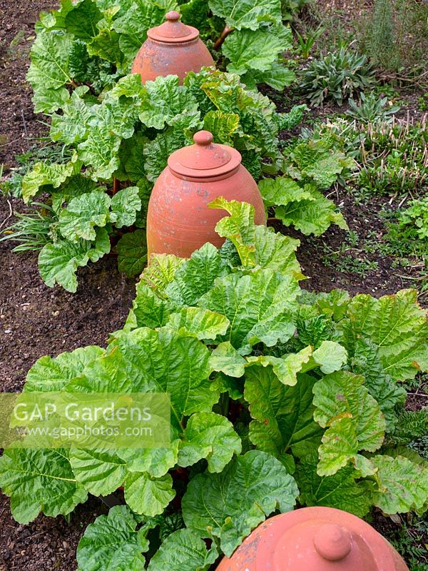 Rhubarb and forcing pots in vegetable garden east ruston old vicarage Norfolk 