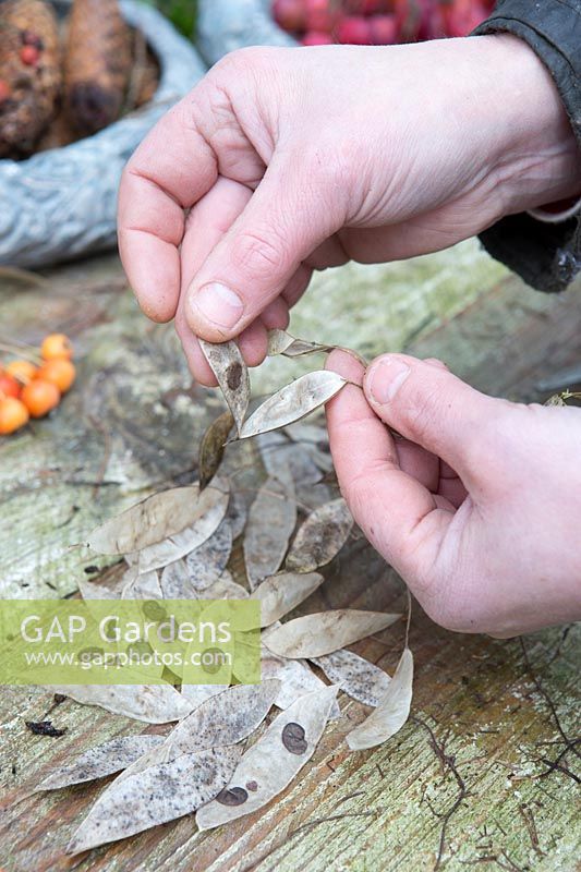 Opening papery seedpods to remove the seeds