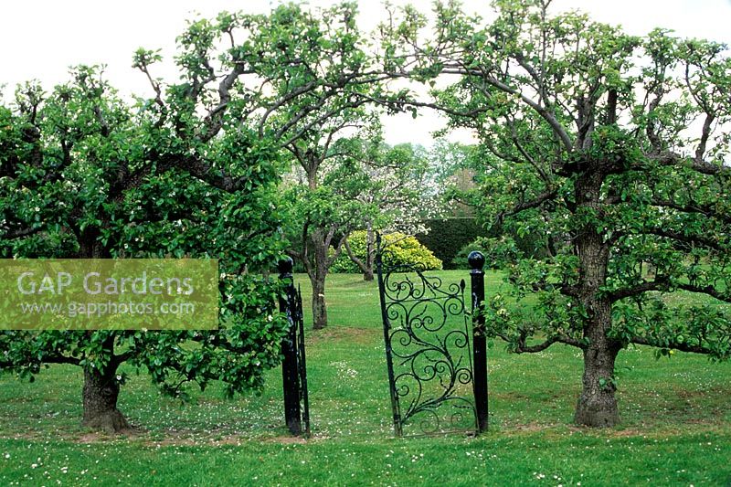 Pyrus - Pear - old trained trees either side of a metal gate