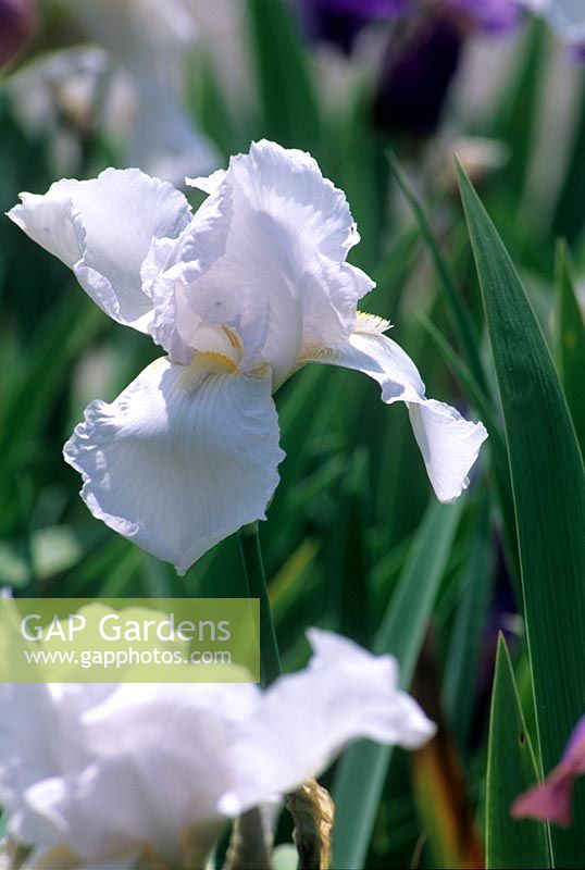 Iris 'Des Jardins' 