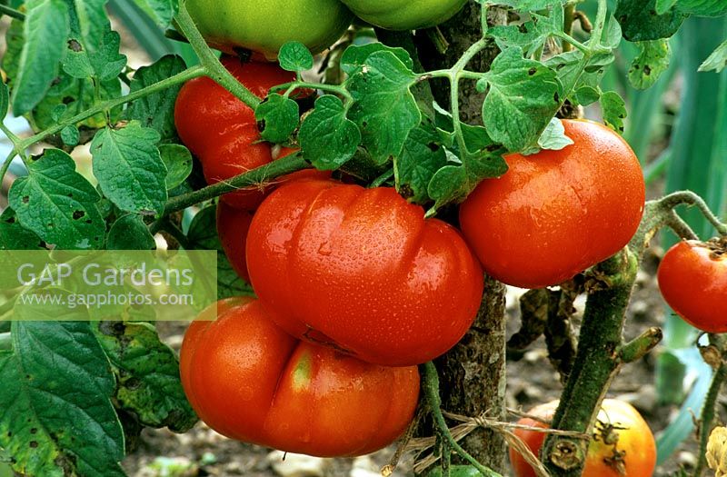 Lycopersicon esculentum 'Marmande' - Beefsteak tomato 