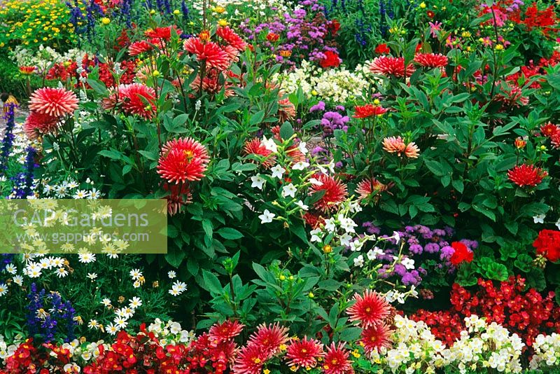 Mixed planting in summer border with Begonia semperflorens, Dahlia and Ageratum