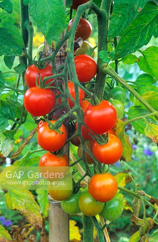 Lycopersicon esculentum - Cordon Tomato - ripe fruit on truss
