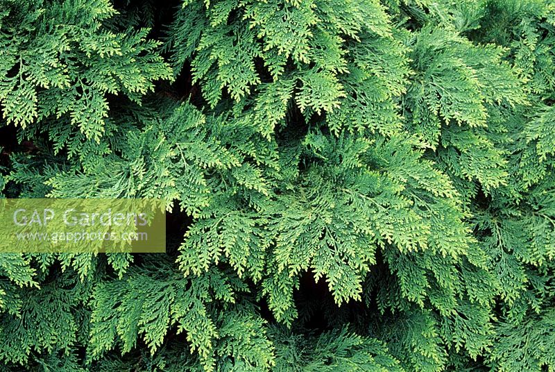 Juniperus horizontalis - Creeping juniper