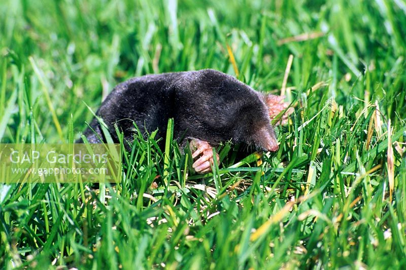 Talpa europea - Mole - on grass