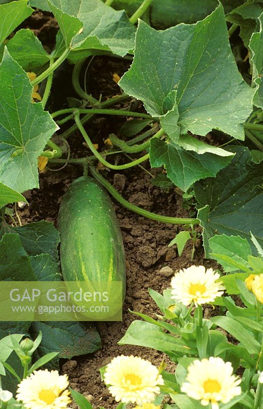 Cucumis sativa - Cucumber - fruit on plant grown in ground