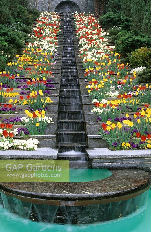 Cascade with display of flowering bulbs Narcissus - Daffodil and Tulipa - Tulip plus Viola