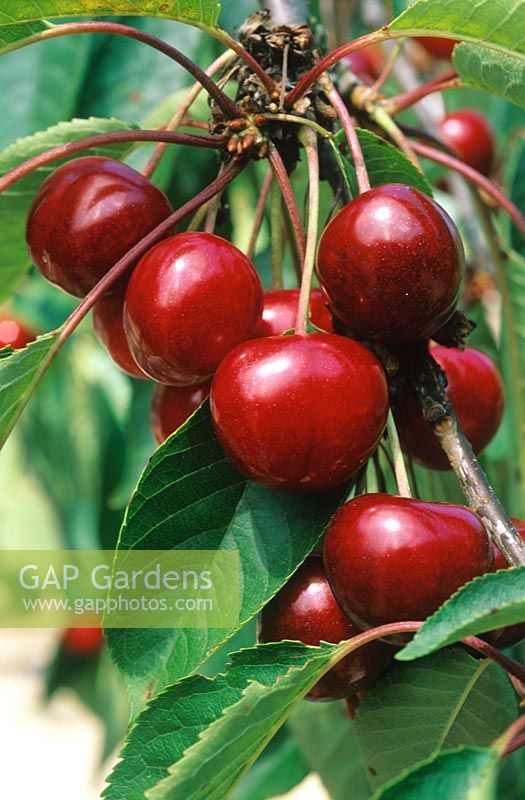 Prunus cerasus 'Bigarreau' - Sweet Cherry - ripe bunches on tree 