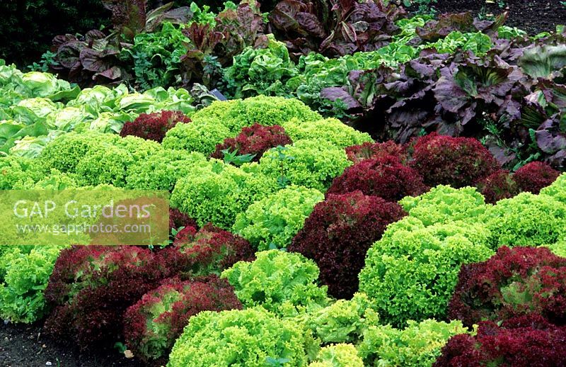Bed of mixed cultivars of Lactuca sativa - Lettuce - growing in blocks