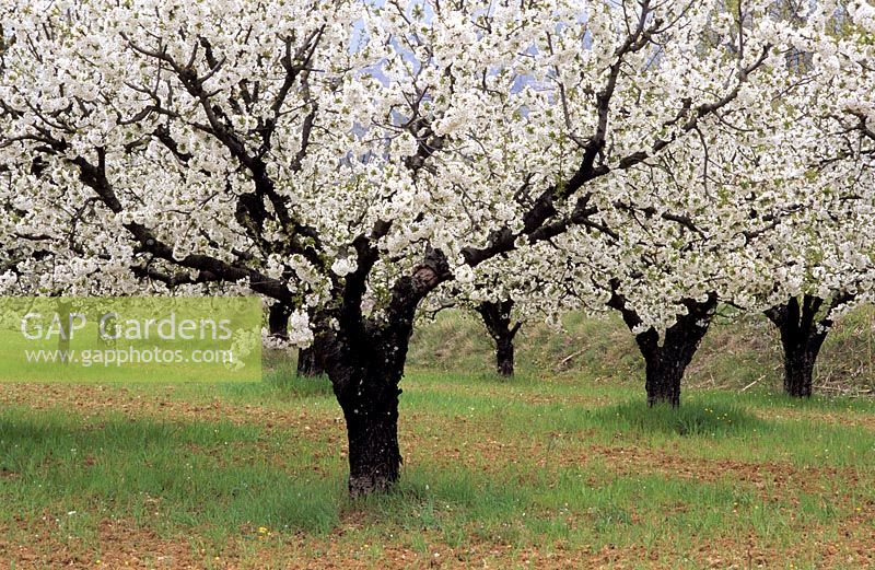 Prunus avium - Sweet Cherry 