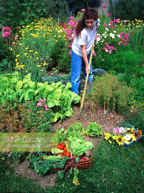 Hoeing in a potager bed, in foreground baskets of cut flowers and vegetables 