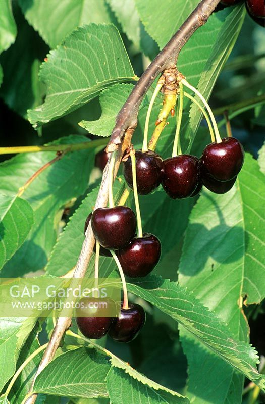 Prunus cerasus - Cherry 