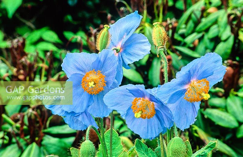 Meconopsis betonicifolia - Himalayan blue poppy
