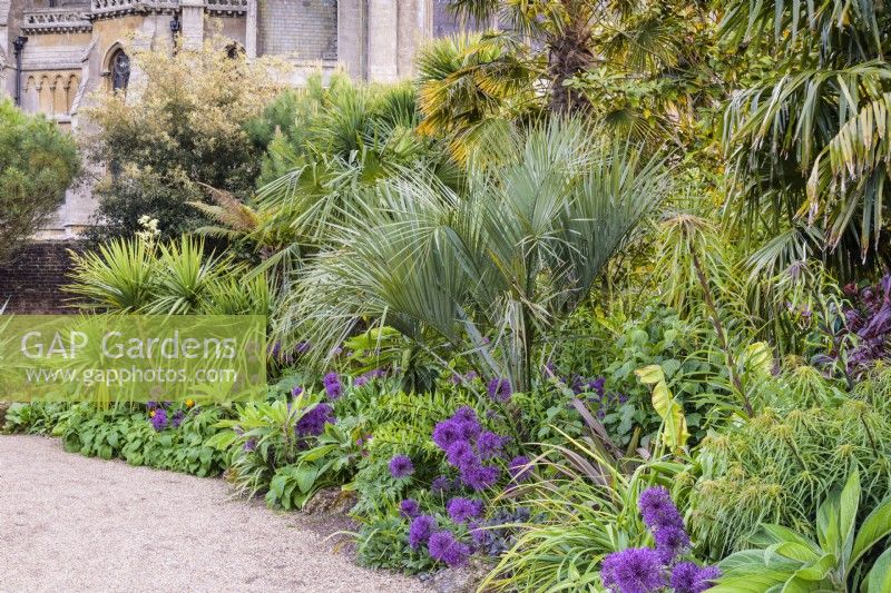 Butia capitata, the jelly palm, amongst purple alliums, echiums, cordylines and trachycarpus in the Collector Earl's Garden at Arundel Castle, West Sussex in May