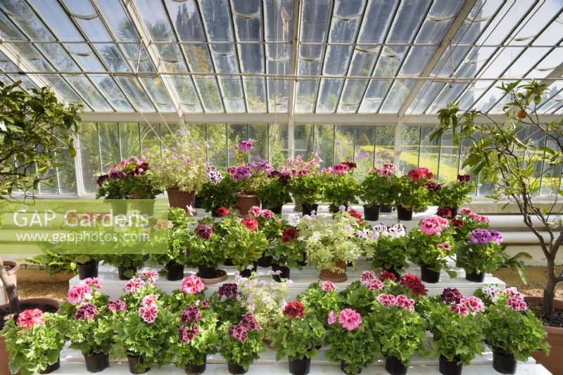 Display of pelargoniums in the glasshouse at Arundel Castle, West Sussex in May