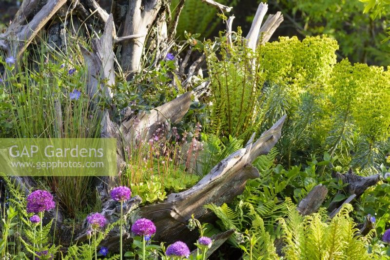 The Stumpery at Arundel Castle in May where sculptural tree stumps are surrounded by lush planting including ferns, alliums, euphorbias and saxifrages.
