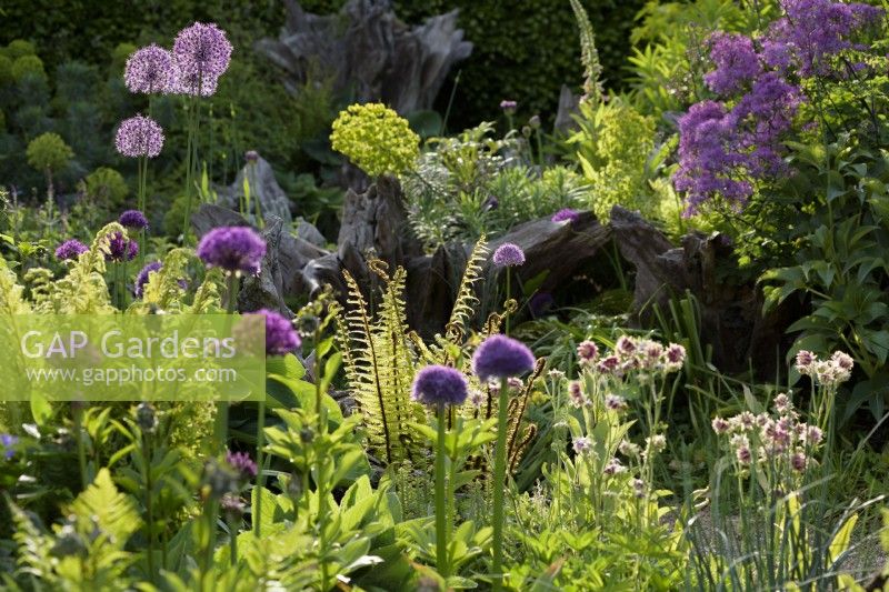 The Stumpery at Arundel Castle in May where sculptural tree stumps are surrounded by lush planting including ferns, alliums, euphorbias, Aquilegia 'Nora Barlow' and thalictrums.