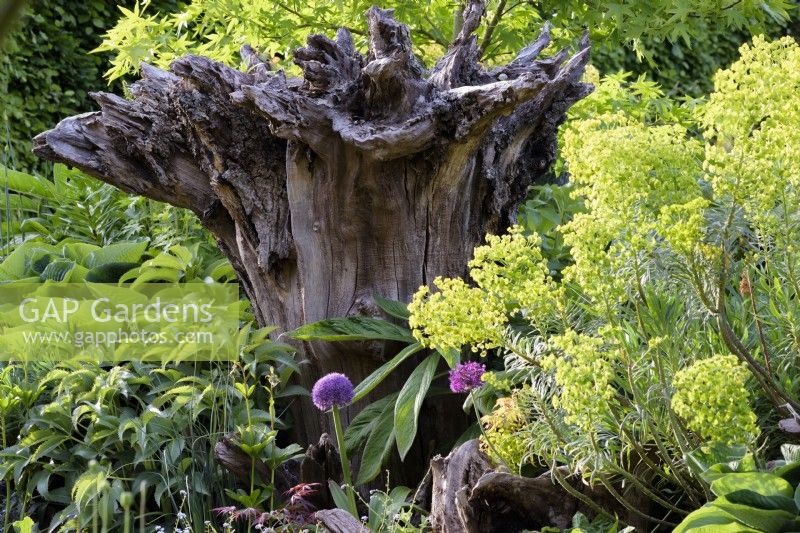 The Stumpery at Arundel Castle in May where sculptural tree stumps are surrounded by lush planting including hostas, hellebores, alliums and euphorbias.