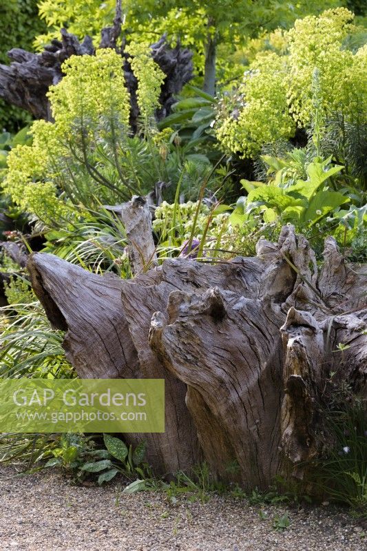 The Stumpery at Arundel Castle in May where sculptural tree stumps are surrounded by lush planting including euphorbias.