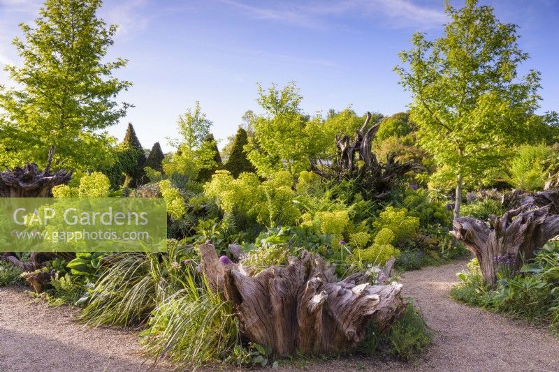 The Stumpery at Arundel Castle in May where sculptural tree stumps are surrounded by lush planting including euphorbias and liquidambars.