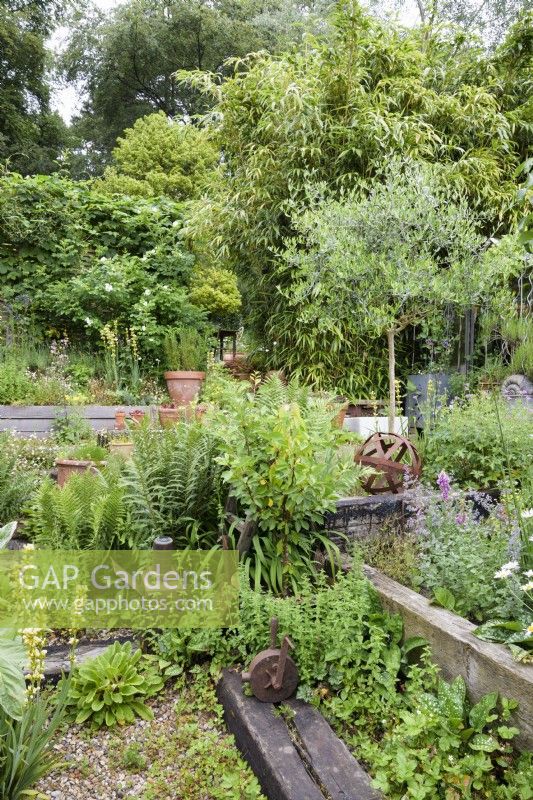 Small cottage garden surrounded by woodland structured with railway sleepers and planted with bold foliage plants such as bamboos, olives and ferns, amongst lots of self seeding including wild strawberries, Fragaria vesca, pulmonarias, Erigeron karvinskianus and Sisyrinchium striatum in a cottage garden in June