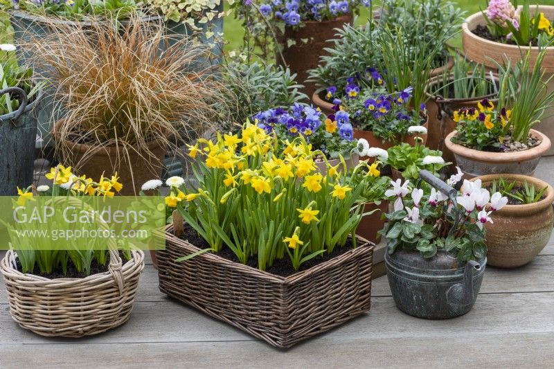 A spring container display of a basket of golden Narcissus 'Tete-a-Tete' enclosed in copper kettles and terracotta pots planted with annual violas, bellis daisies and sedge grass.