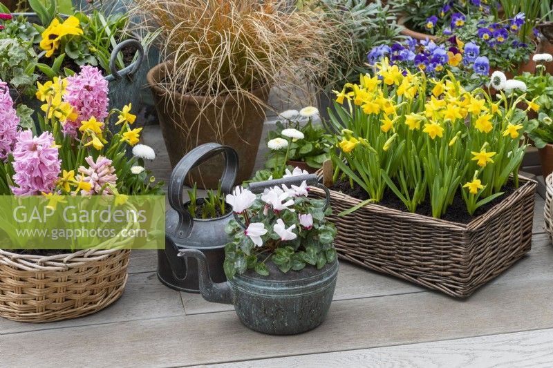 A spring container display of baskets, copper kettles and terracotta pots planted with annual violas, bellis daisies, pink Hyacinth 'Fondant, sedge, white cyclamen and golden Narcissus 'Tete-a-Tete'.