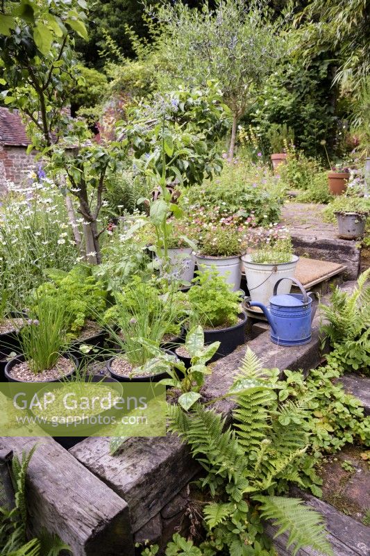 Cottage garden in a woodland setting with railway sleepers used to create structure in a cottage garden in June. Pots of herbs including parsley, chives and borage, are arranged around an apple tree and ferns and wild strawberries, Fragaria vesca, have self seeded into steps in the foreground.