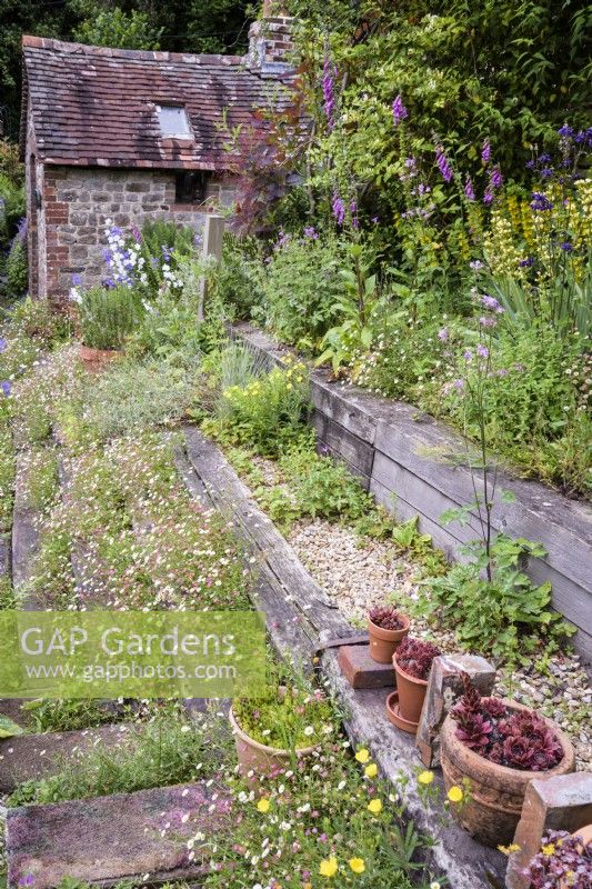 Railway sleepers used to terrace a sloping garden, colonised by Erigeron karvinskianus in a cottage garden in June