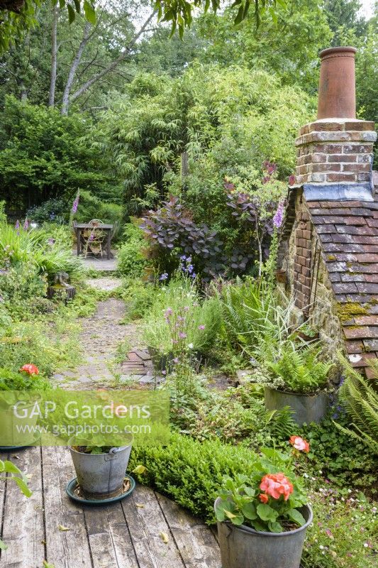 Path through a lush cottage garden leading to a simple decked dining area with planting including  ferns and lots of self seeders including foxgloves and Erigeron karvinskianus in a cottage garden in June. Galvanised buckets in the foreground are planted with orange pelargoniums.