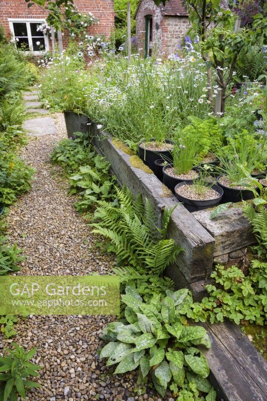 Railway sleepers are used to make raised beds filled with container grown herbs including chives and parsley. Gravel paths are home to self seeders including ferns, pulmonaria and wild strawberries, Fragaria vesca, in a cottage garden in June