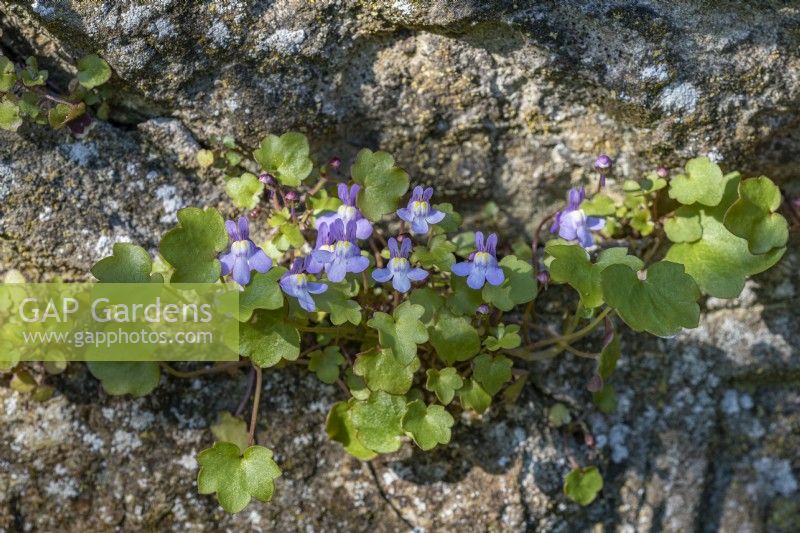 Cymbalaria muralis Ivy-leaved Toadflax growing in a wall may