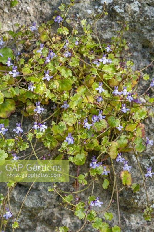Cymbalaria muralis Ivy-leaved Toadflax growing in a wall may