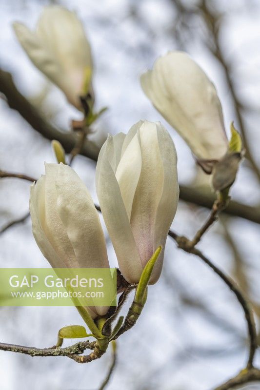 Magnolia x veitchii in April