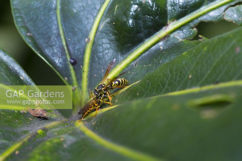 Polistes species,Paper wasp, on a leaf of an edible fig, Ficus carrica, with Sooty mould and soft brown scale.