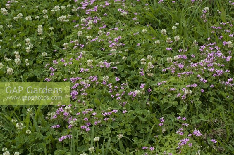 Trifolium repens White clover and Oxalis articulata Pink wood sorrel 