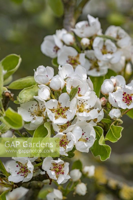 Pyrus 'Concorde' - pear blossom in May