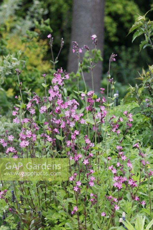 Silene dioica - Red campion - May