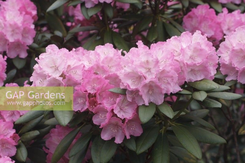Rhododendron 'Hachmann's polaris'  - May