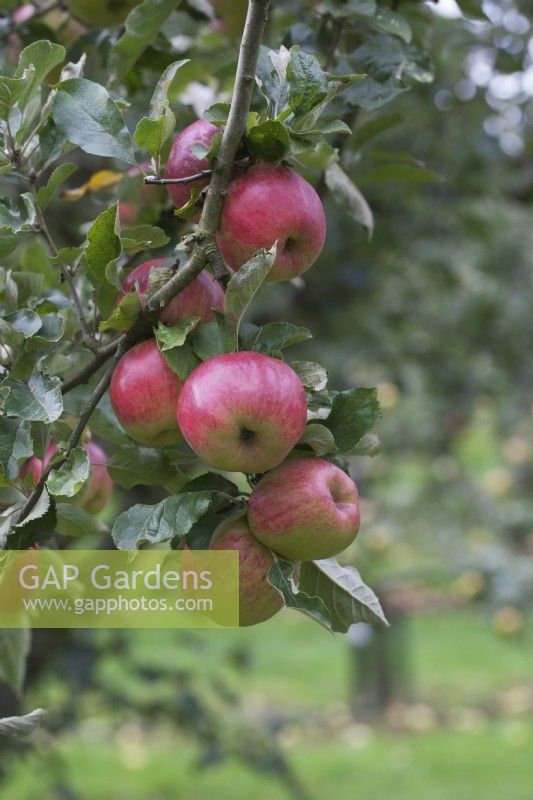 Malus domestica 'Bowdens seedling' -  Apple - October