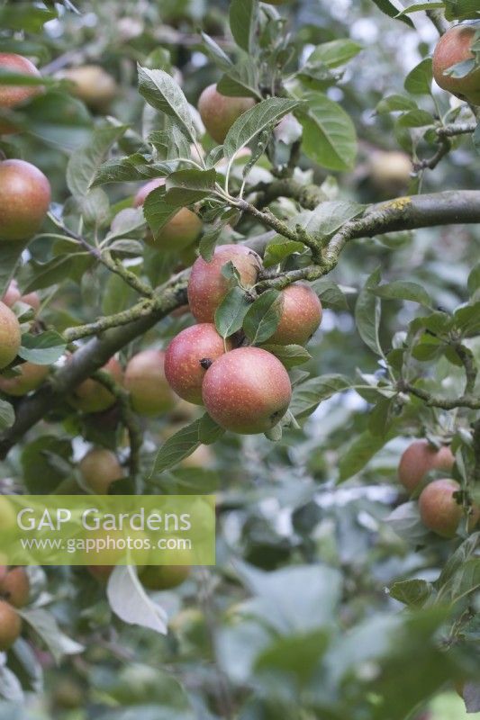 Malus domestica 'Bowdens Seedling' -  Apple - October