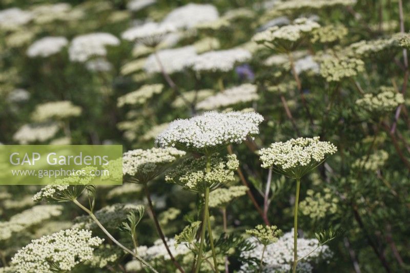 Cenolophium denudatum - Baltic parsley - June