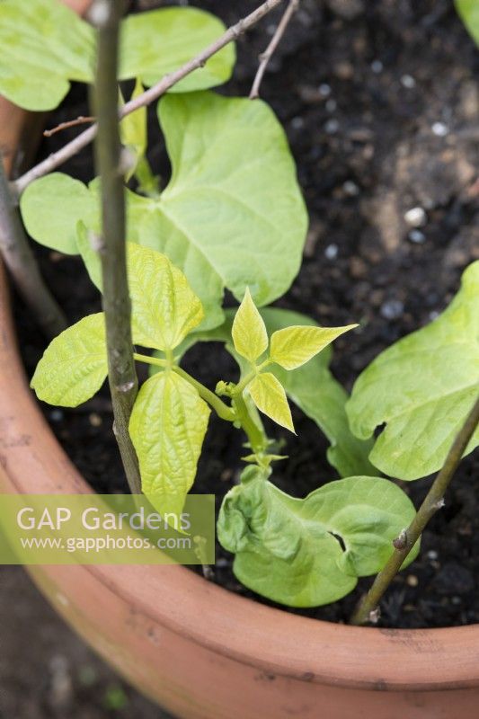 Phaseolus vulgaris 'Yin Yang' - Young dwarf french bean plants in a pot