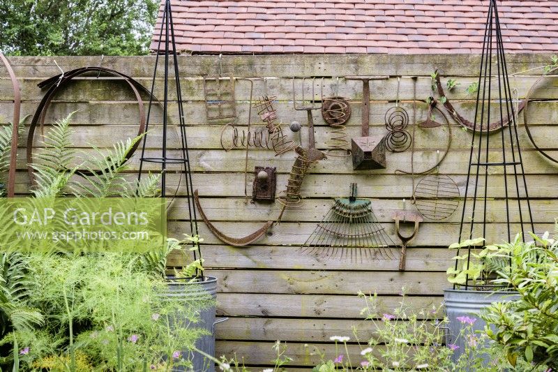 Rusted garden implements displayed on a fence behind a pair of galvanised dustbins planted with climbing French beans in a cottage garden in June