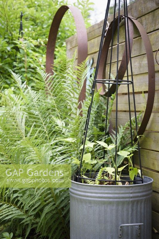 Climbing French beans begin their ascent in a dustbin planter beside lush ferns in a cottage garden in June