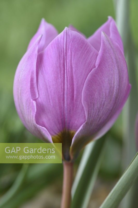 Tulipa humilis  'Helene'  Tulip  Miscellaneous tulip  March